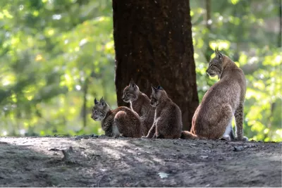 A Wild Family, de foto