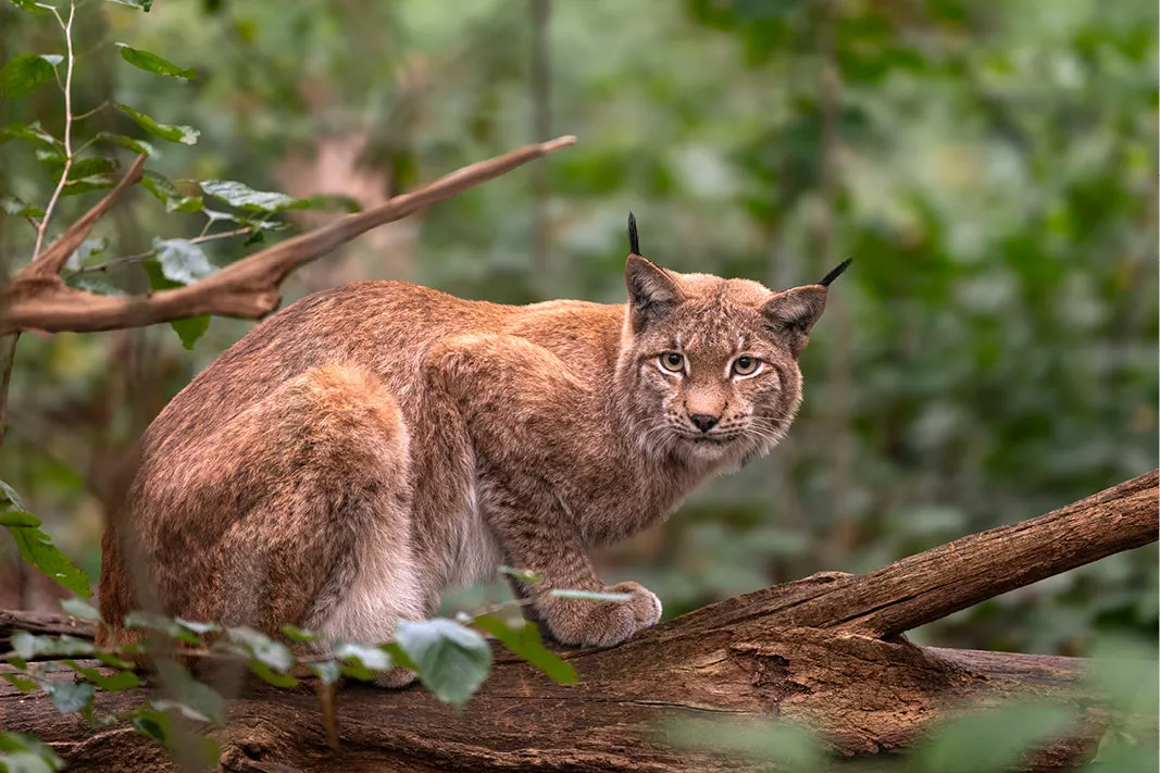 Lynx gehurkt op een omgevallen boomstam die tussen groene bladeren in de lens kijkt