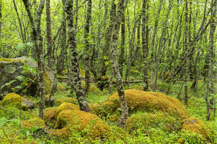 Bos met slanke met korstmos begroeide stammen en bemoste keien in fris groen