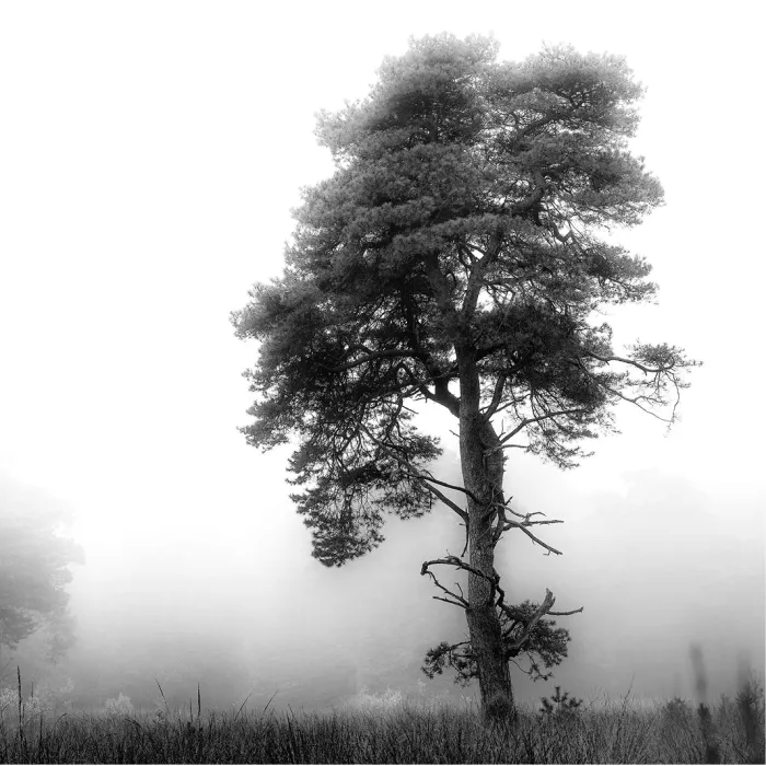 Alleenstaande den met brede kruin in dichte witte mist, staand in zwart-wit