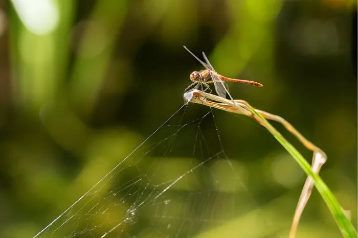 Roodbruine libel op een geknakte grasstengel boven een spinnenweb, met wazig groen erachter