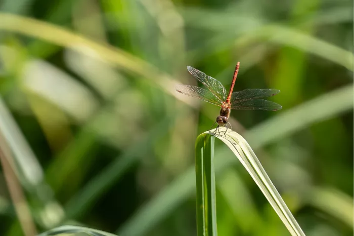 Libel met rood lijf op de punt van een omgebogen grasspriet tegen wazig groen gras