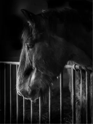 Fisherman's Horse Midas, de foto