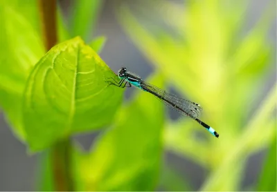 Summer Wings, de foto