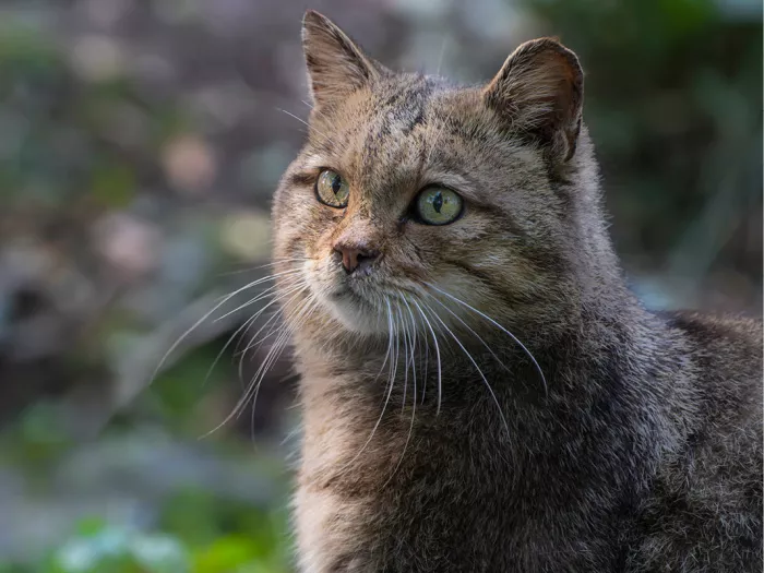 Wilde kat met groengele ogen en lange snorharen kijkt opzij voor een wazig bos