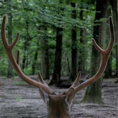 Bosorakel, de foto