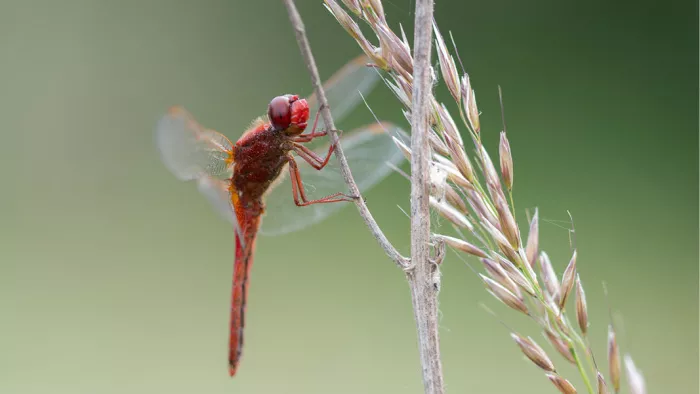 Rode libel met doorschijnende vleugels aan een grasspriet, naast lichte grasaren tegen een groene achtergrond