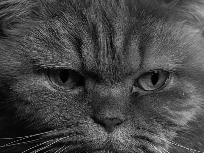 Close-up van een kattenkop met lange vacht en een strenge blik, in zwart-wit