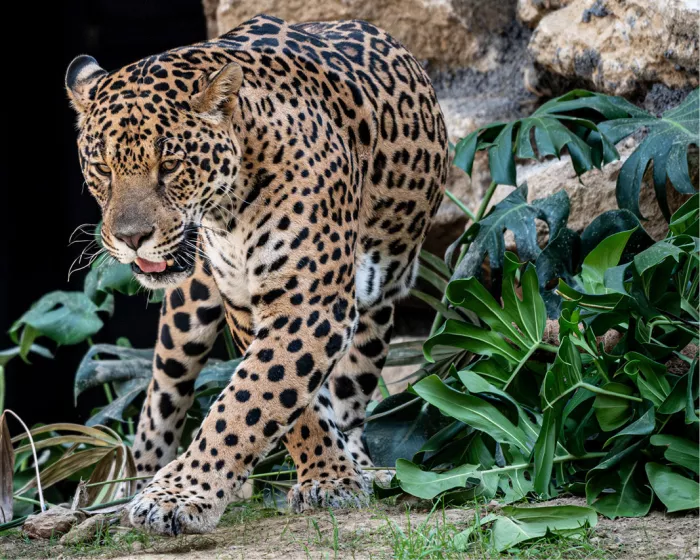 Gevlekte jaguar die naar voren sluipt tussen grote groene bladeren en lichte rotsen