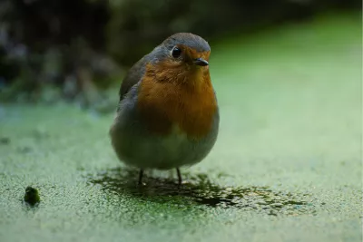 Vuurborst, de foto