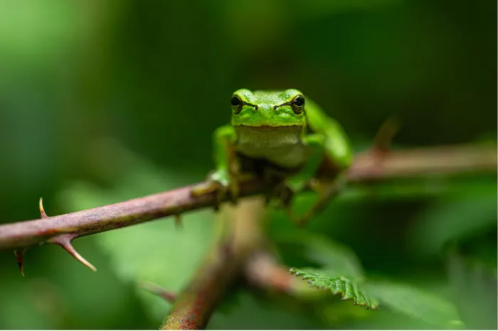 Felgroene kikker op een doornige tak tegen een wazige groene achtergrond