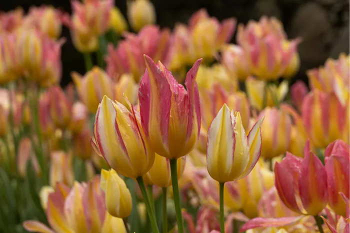 Veld met roze en geel gestreepte tulpen, enkele scherp vooraan en de rest wazig
