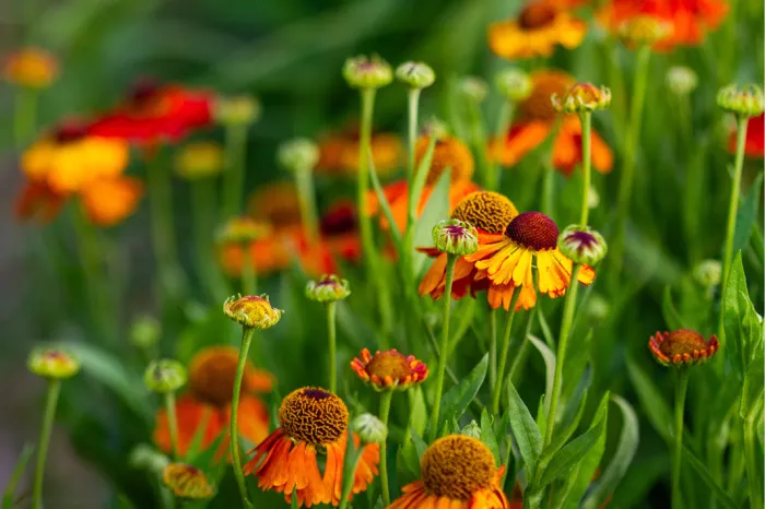 Oranje en rode heleniums met bruine harten en ronde knoppen op groene stelen