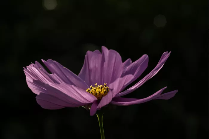 Paarse bloem met lange blaadjes en een geel hart tegen een zwarte achtergrond
