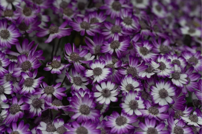 Dicht opeengepakte bloemen met wit-paarse blaadjes en donkere harten
