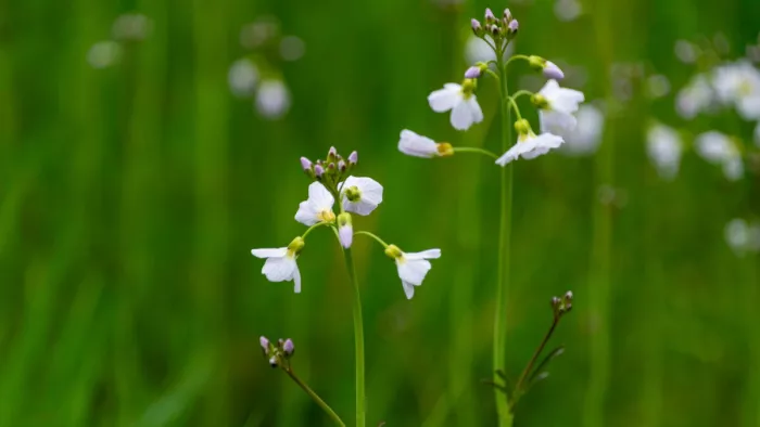 Kleine bloemen brengen rust en elegantie in het landschap