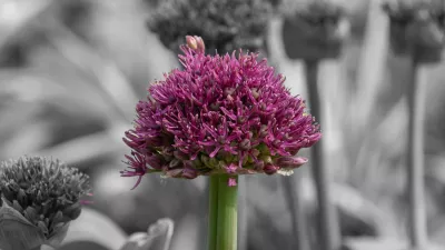 Contrastbloei, de foto