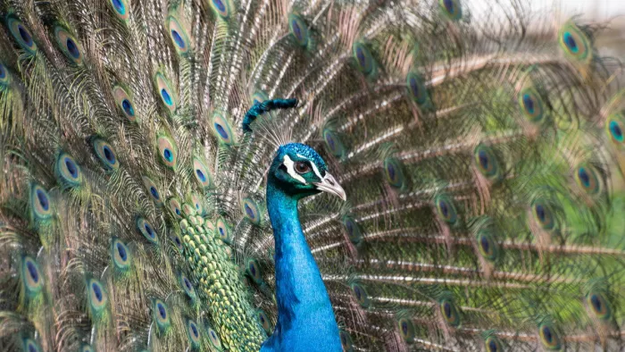 Natuurlijke schoonheid in volle glorie