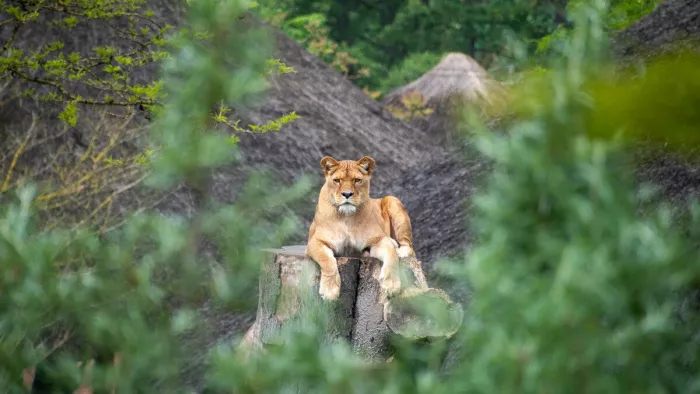 Tussen bladeren en schaduwen verschijnt een majestueuze verschijning