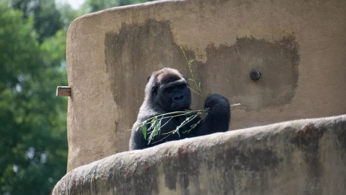 Een krachtig portret van een van de meest fascinerende dieren ter wereld