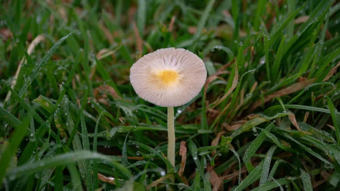 De schoonheid van de natuur schuilt vaak in de kleinste details