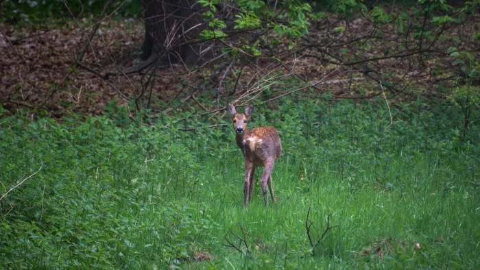 Een bijzonder moment midden in de natuur