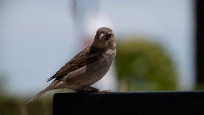 Stille Bezoeker, de foto