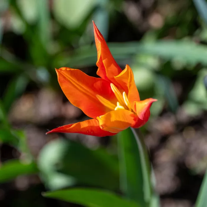 Kleur, vorm en beweging in één moment