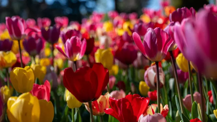 De lente op haar kleurrijkst