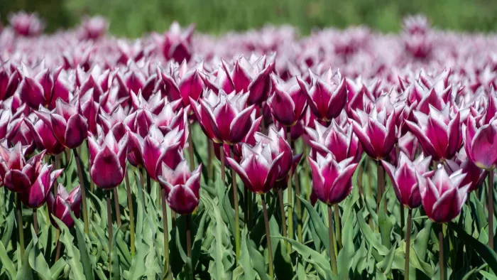 Kleur, vorm en herhaling in balans
