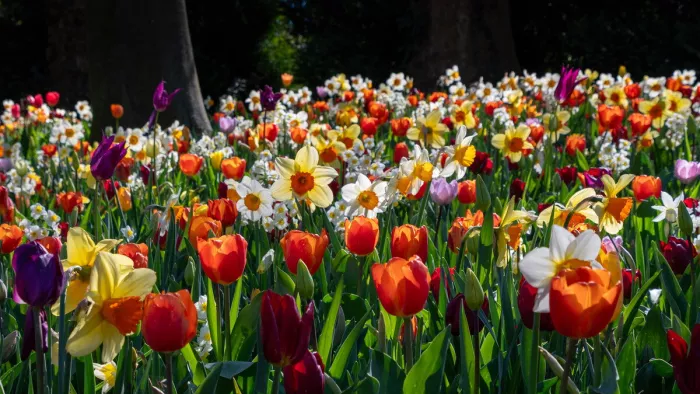 Een harmonie van kleuren en bloemen