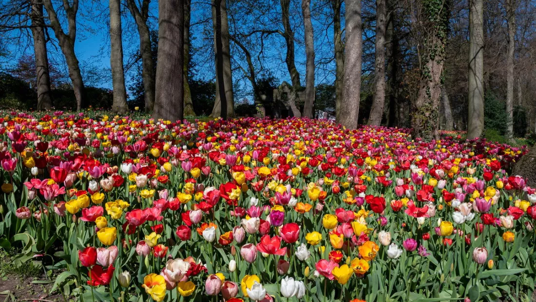 Een kleurrijke bloemenzee onder hoge bomen