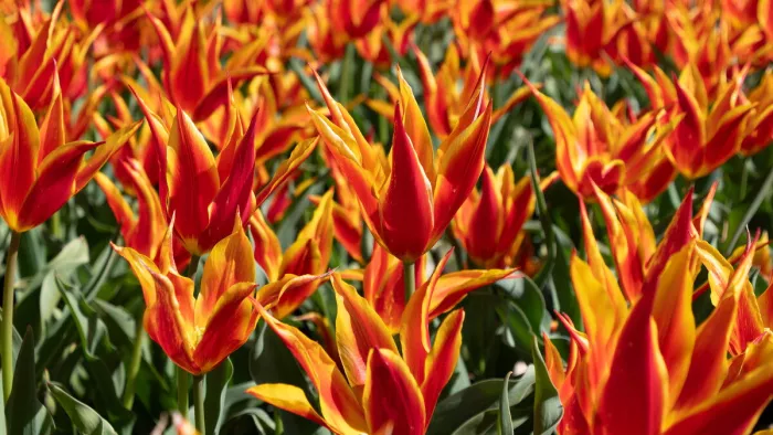 Een landschap gevuld met warmte en intensiteit
