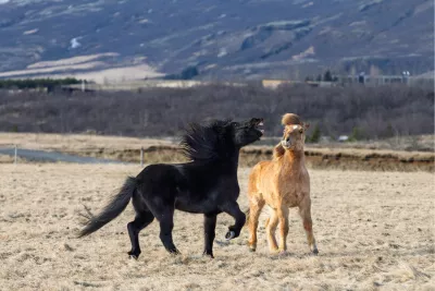 Ruzie, de foto