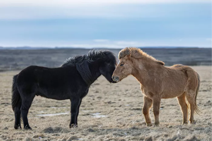 Zwart en lichtbruin IJslands paard staan snuit tegen snuit onder een lichtblauwe lucht