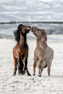 Paardengevecht, de foto
