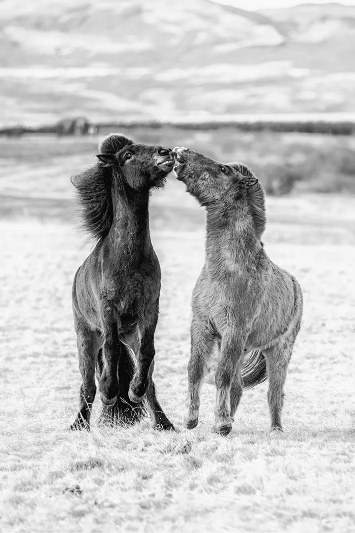Twee steigerende IJslandse paarden snuit tegen snuit op een berijpte vlakte, in zwart-wit
