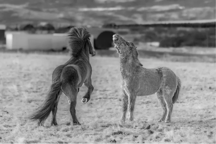 Steigerend paard tegenover een opkijkende pony op een grasvlakte, in zwart-wit