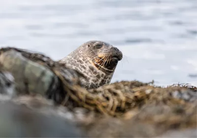 Peeking over the seaweed, de foto