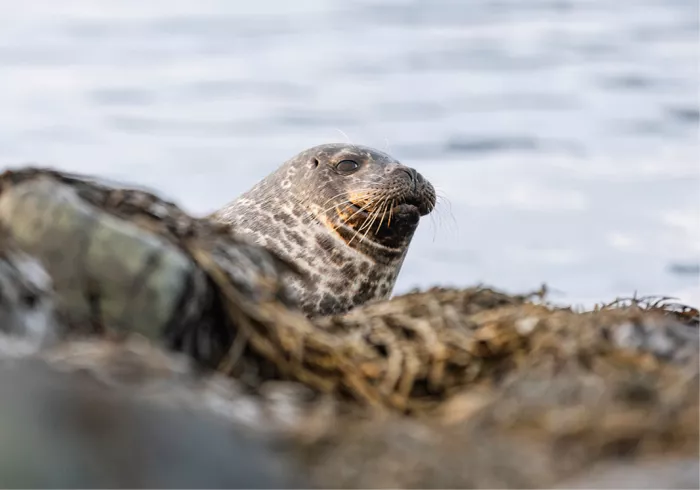 Gevlekte zeehond die over een rand van zeewier en rotsen gluurt