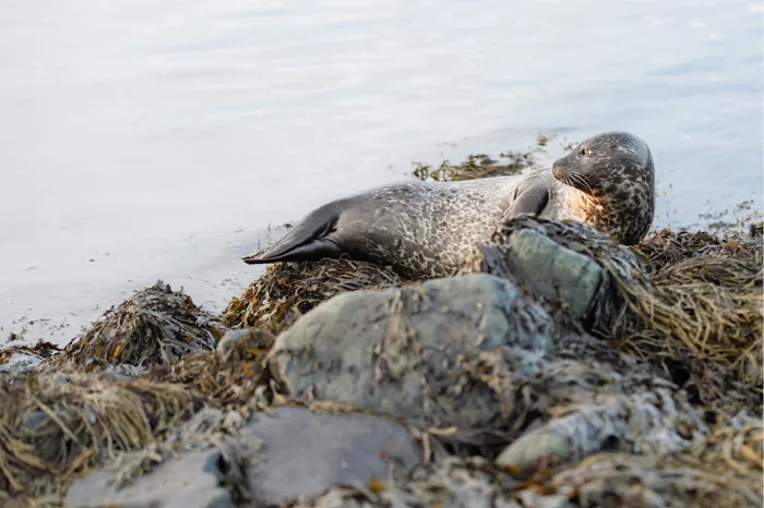 Gevlekte zeehond ligt languit op rotsen met zeewier en heft de kop op