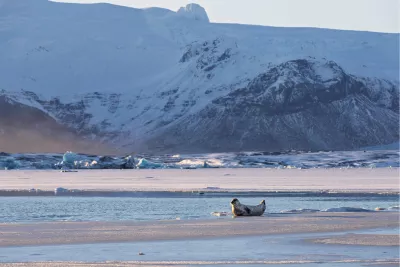 Gletsjer met zeehond, de foto