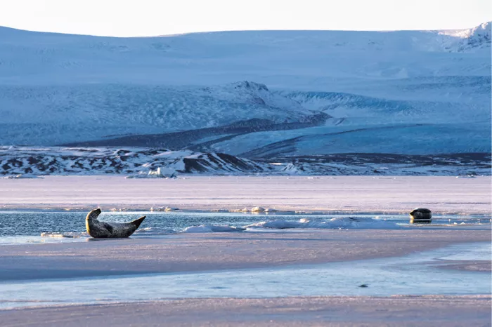 Zeehond met opgekrulde staart op het ijs van een gletsjermeer met een brede gletsjer erachter