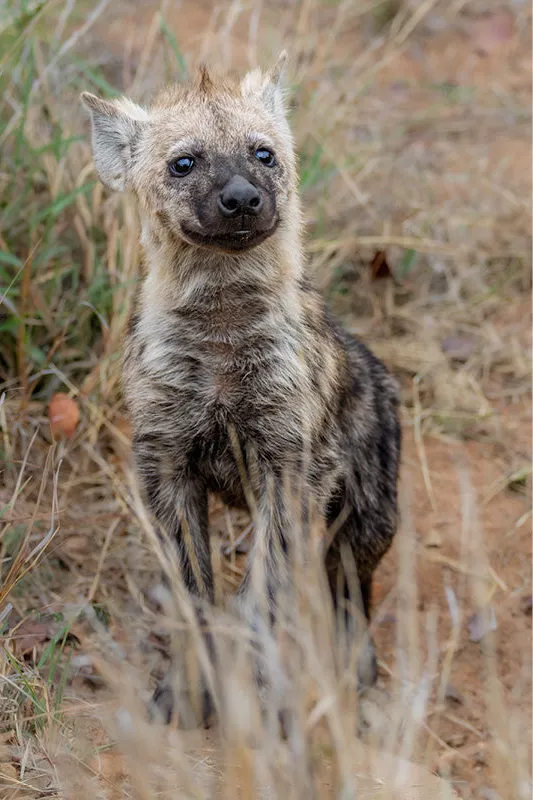 Jonge hyena tussen droog gras kijkt schuin omhoog naar de camera