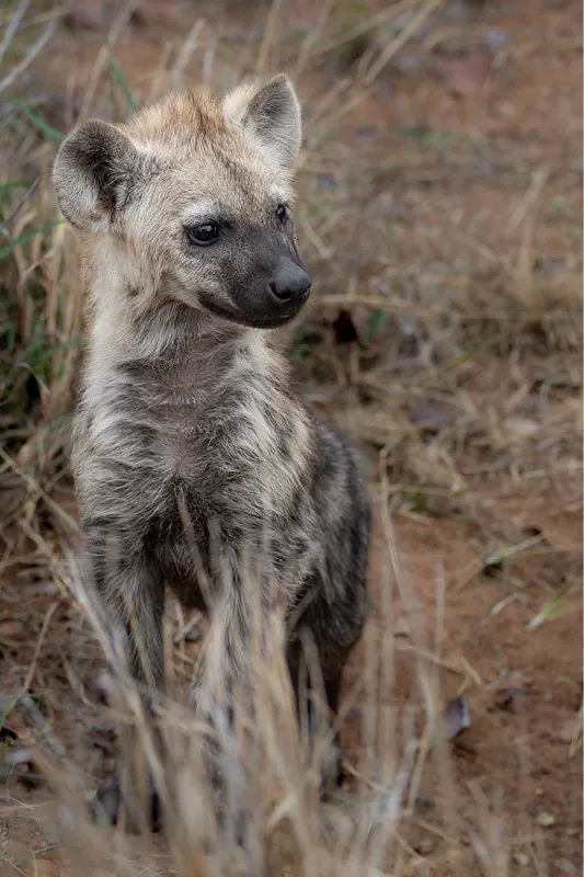Hyenawelp zit rechtop tussen droog gras op rode aarde en kijkt opzij