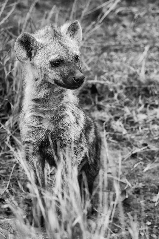 Hyenawelp zit rechtop tussen droog gras en kijkt opzij, in zwart-wit