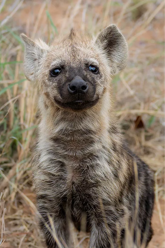 Hyenawelp met grote ronde oren kijkt recht in de lens alsof hij glimlacht