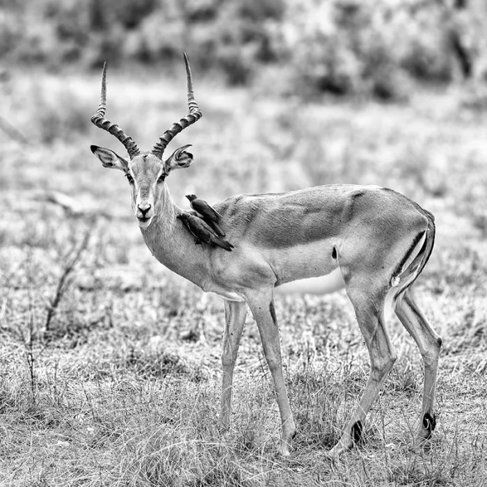 Impala met lange gedraaide hoorns en twee kleine vogels op zijn hals, in zwart-wit