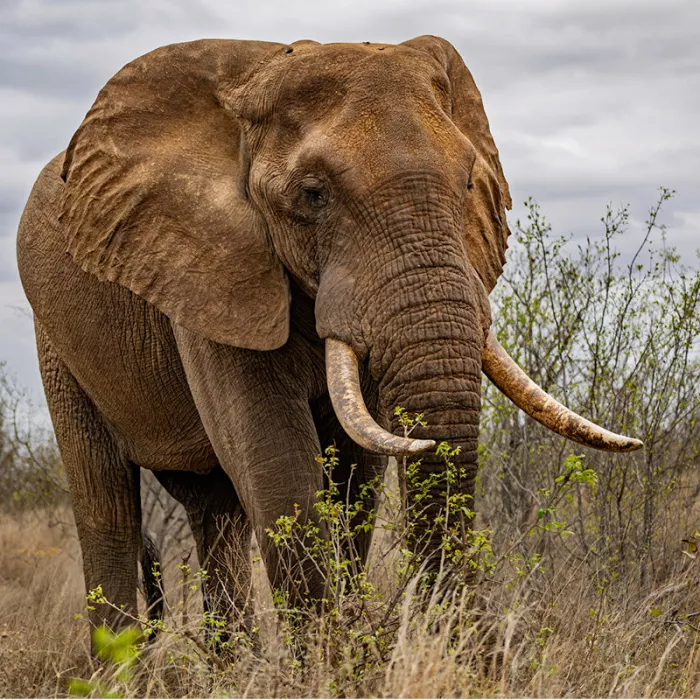 Olifant van dichtbij met roodbruine huid en lange slagtanden in struikgewas