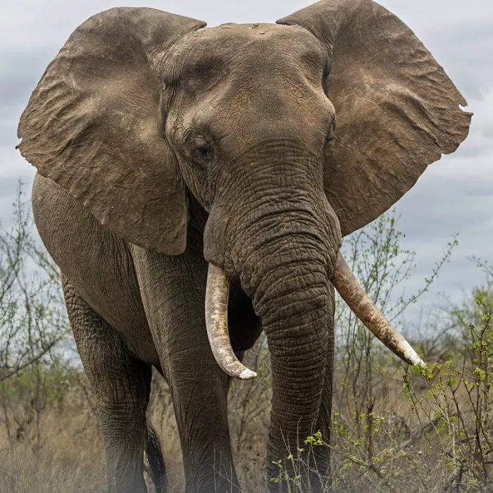 Olifant van voren met wijd uitgespreide oren en twee lange slagtanden